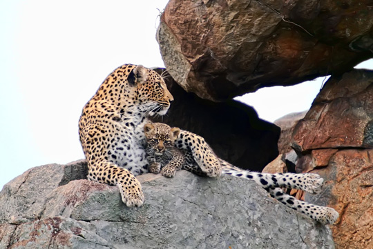 Dr Kramer: In his own words